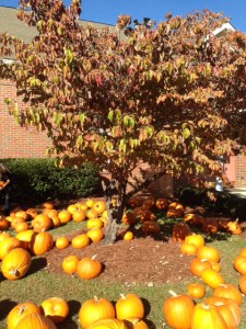pumpkins-leaves, fall colors