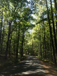 wooded path,