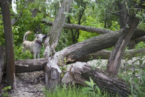 dog tree