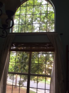 window, trees, letting_go